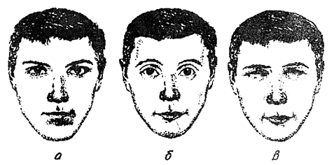 Рис. 39. Размер глаза по степени раскрытия: а - средние; б - широкие; в - узкие